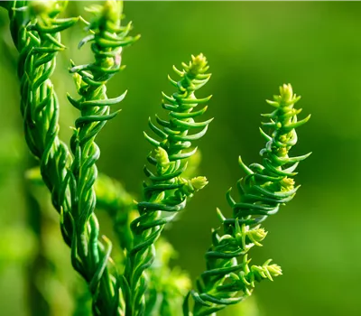 Cryptomeria japonica 'Rasen' Cryptomeria japonica 'Rasen'