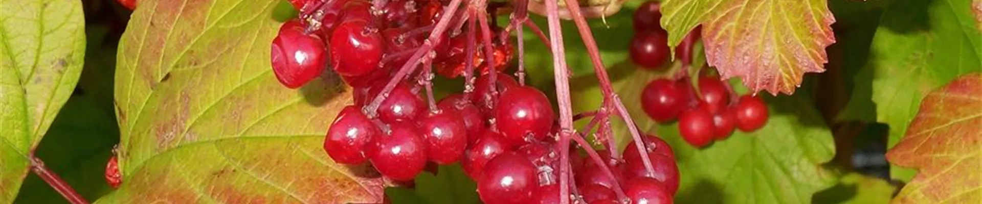 viburnum-opulus-2748304_1280-0-339-1280-274 viburnum-opulus-2748304_1280-0-339-1280-274